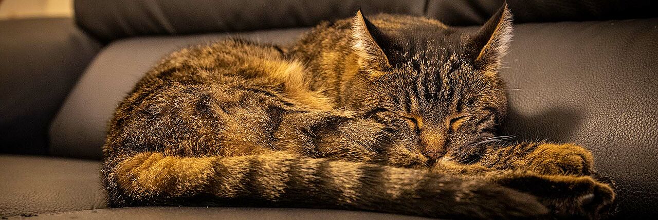 BRK Seniorenheim St.Andreas Wurmannsquick, Tierische Bewohner, Katze